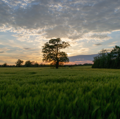 Tree in a field at sunset