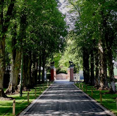 Shaded tree-lined driveway