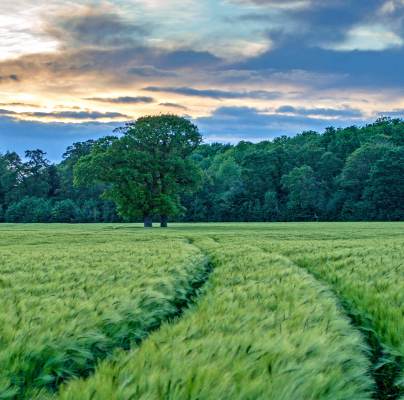 Grown green fields with trees on the horizon