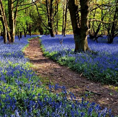 Bluebells in a spring wood