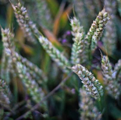 Lavender blooms close up