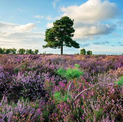 A tree in a field with wild lavender in bloom