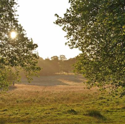 An opening in the woods with a dimming sun