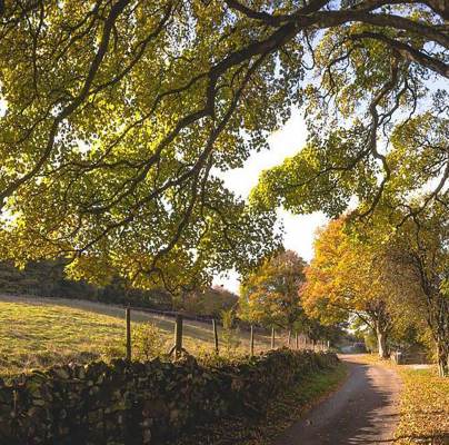 Trees overhanging a broad footpath