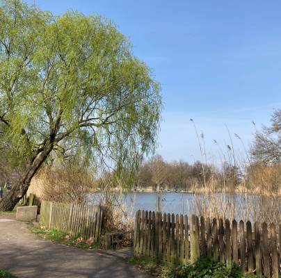 Riverside path with weeping willow