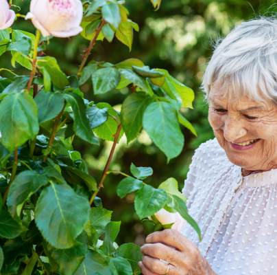 Woman inspecting a rose on a bush