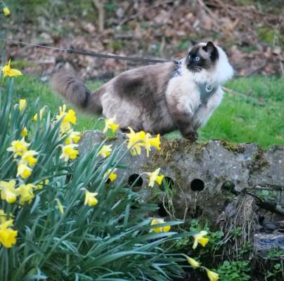 Gorgeous Oberon, by Fiona C, owner at Audley Clevedon