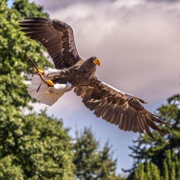 Eagle in falconry display