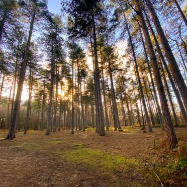 View to the top of trees in a pine wood