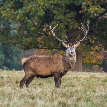 Deer with beautiful antlers facing the camera