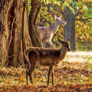 Deer walking in park amongst autumn leaves