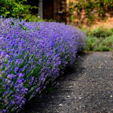 A path in a park with purple wild flowers on the sides