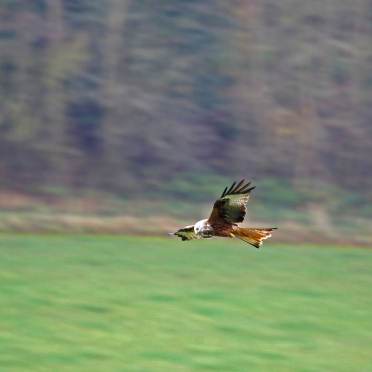 A pray bird in fly over the fields