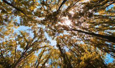 View onto the top of the trees on a sunny day