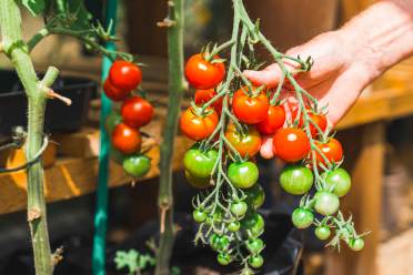 Tomatoes growing on a vine