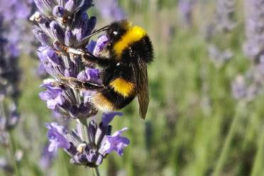 Bee on flower