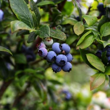 Berries