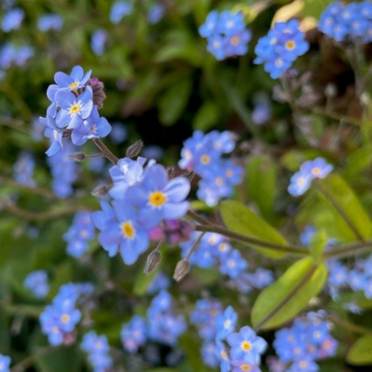 Blue forget-me-not flowers