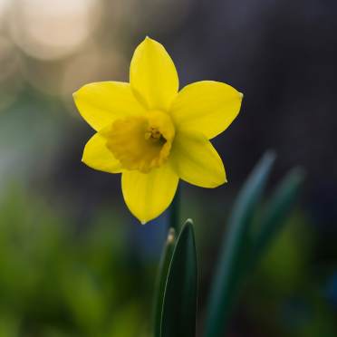Single daffodil flower