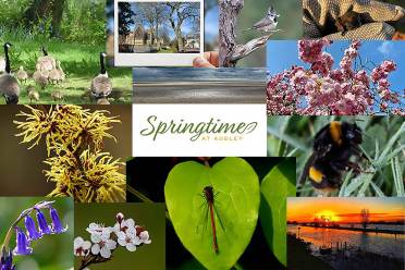 Springtime image collage