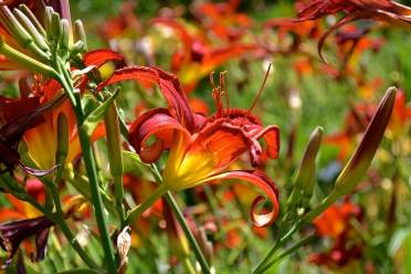 Red flowers in the sunshine