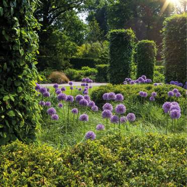 Purple flowers and shaped hedges