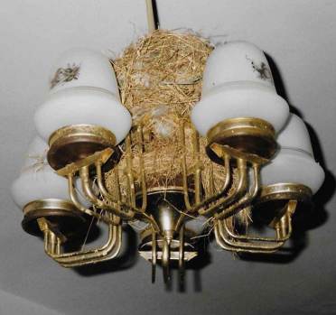 Bird's nest on a chandelier