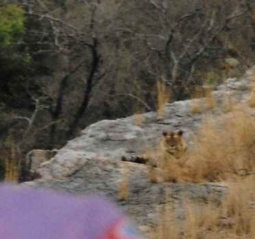 Tiger in Ranthambore National Park