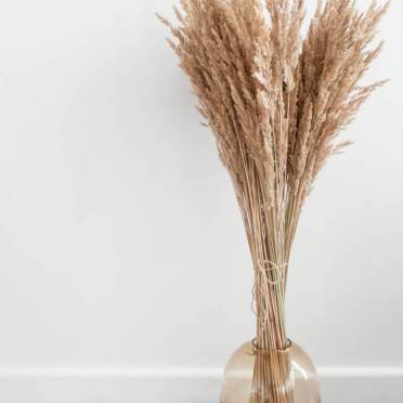 Dry pampas grass in a transparent glass vase