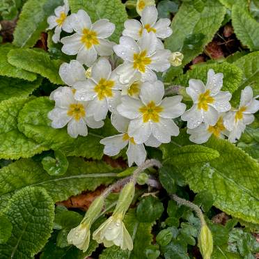 Primrose flowers after rain