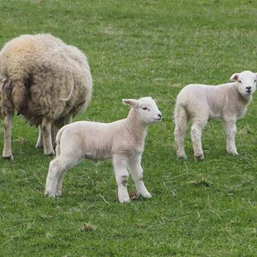 Young lambs in a field with their mother