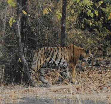 Tiger in jungle