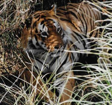 Tiger lying down in long grass