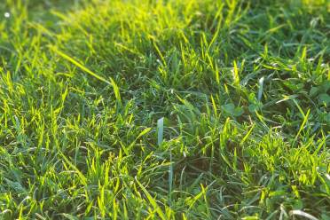 Grass