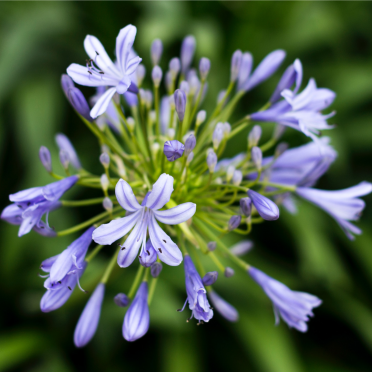 Agapanthus plant