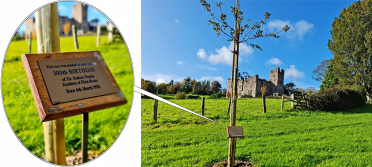 Sapling in castle grounds, with plaque (inset)