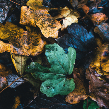 Fallen leaves on the floor