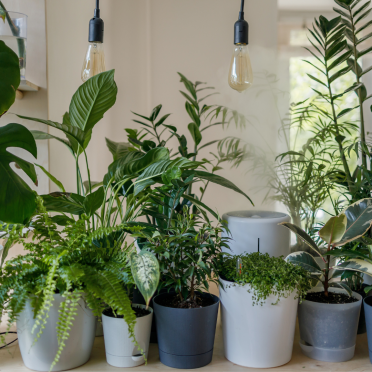 Indoor plants grouped together