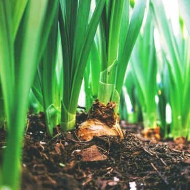 Planted bulbs in a plant pot