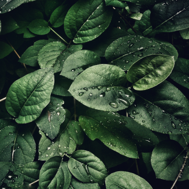 Leaves with rain drops on them