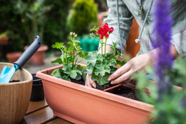 Planting geraniums gardening in later life