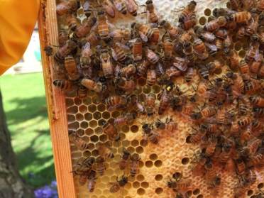 Pure honey beekeeping at Chalfont Dene