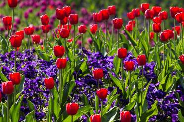 Bulbs and blossom in spring Red tulips and purple flowers grow densely in a garden with additional tulips and flowers in the blurred background.