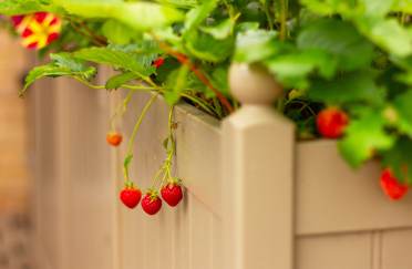 Balcony planter with strawberries