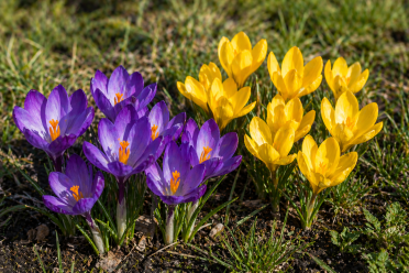 Crocus is a popular pollinator-friendly flower for your garden