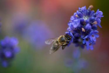 Pollinator-friendly lavender
