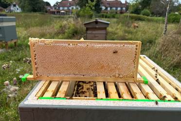 Beekeeping at Audley Chalfont Dene