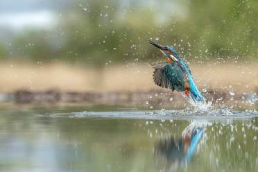 Kingfisher on a lake