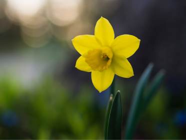 Spring yellow flower