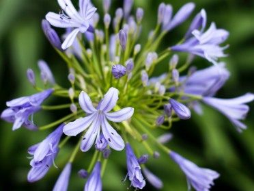 Agapanthus plant